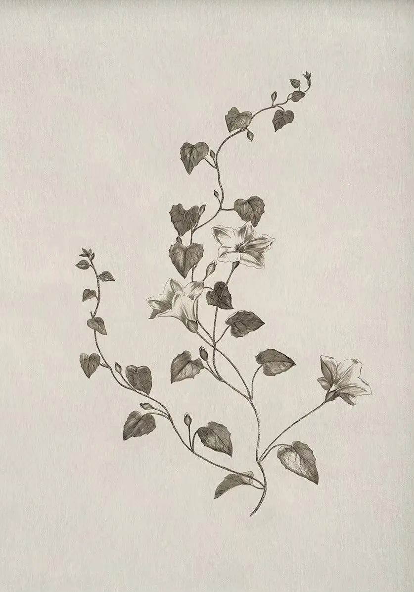 Pôster de flor botânica vintage