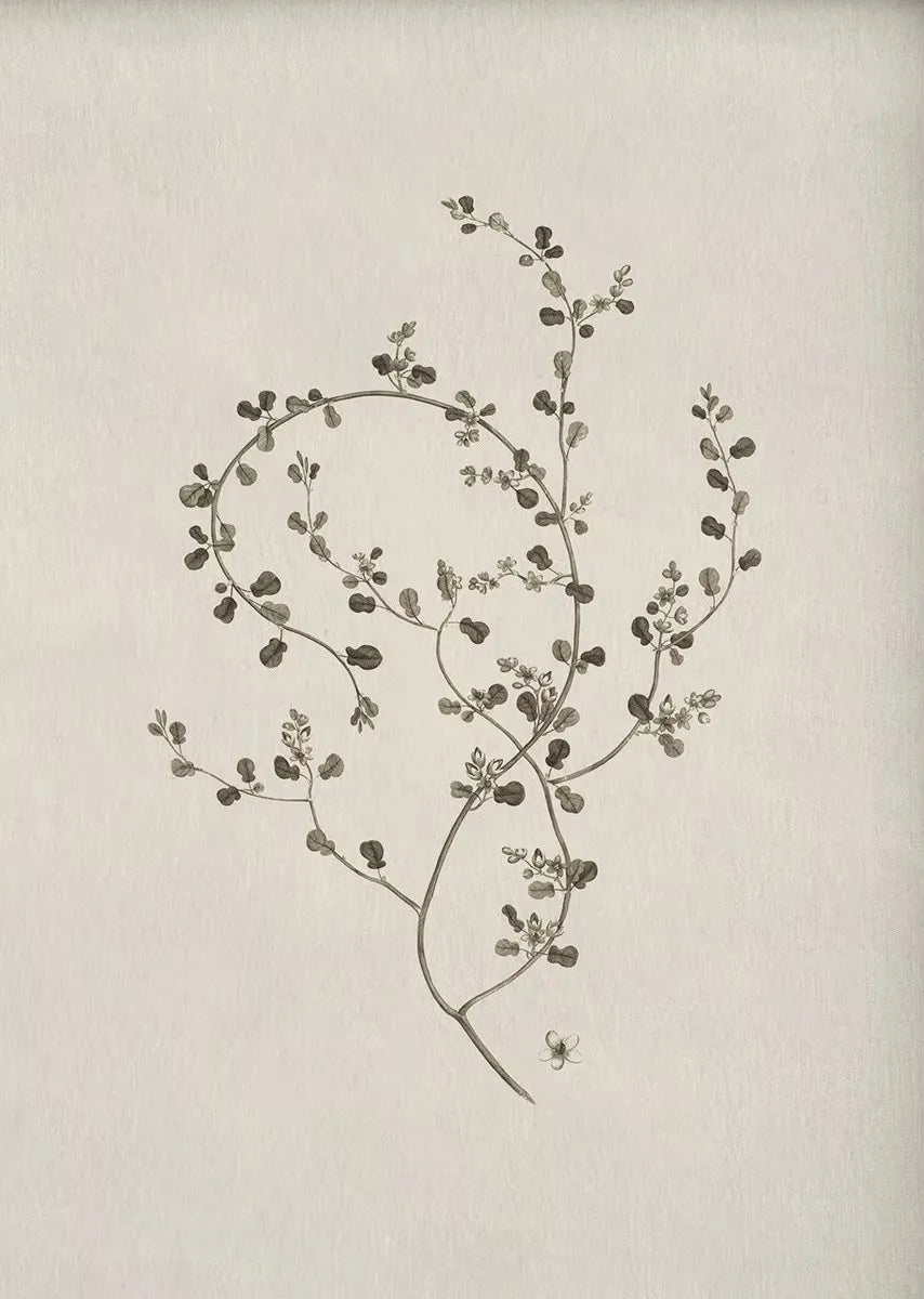 Pôster de flor botânica vintage