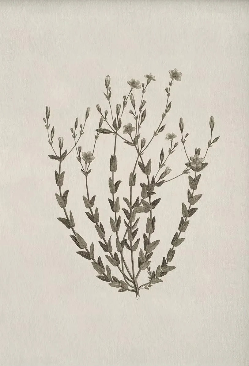 Pôster de flor botânica vintage